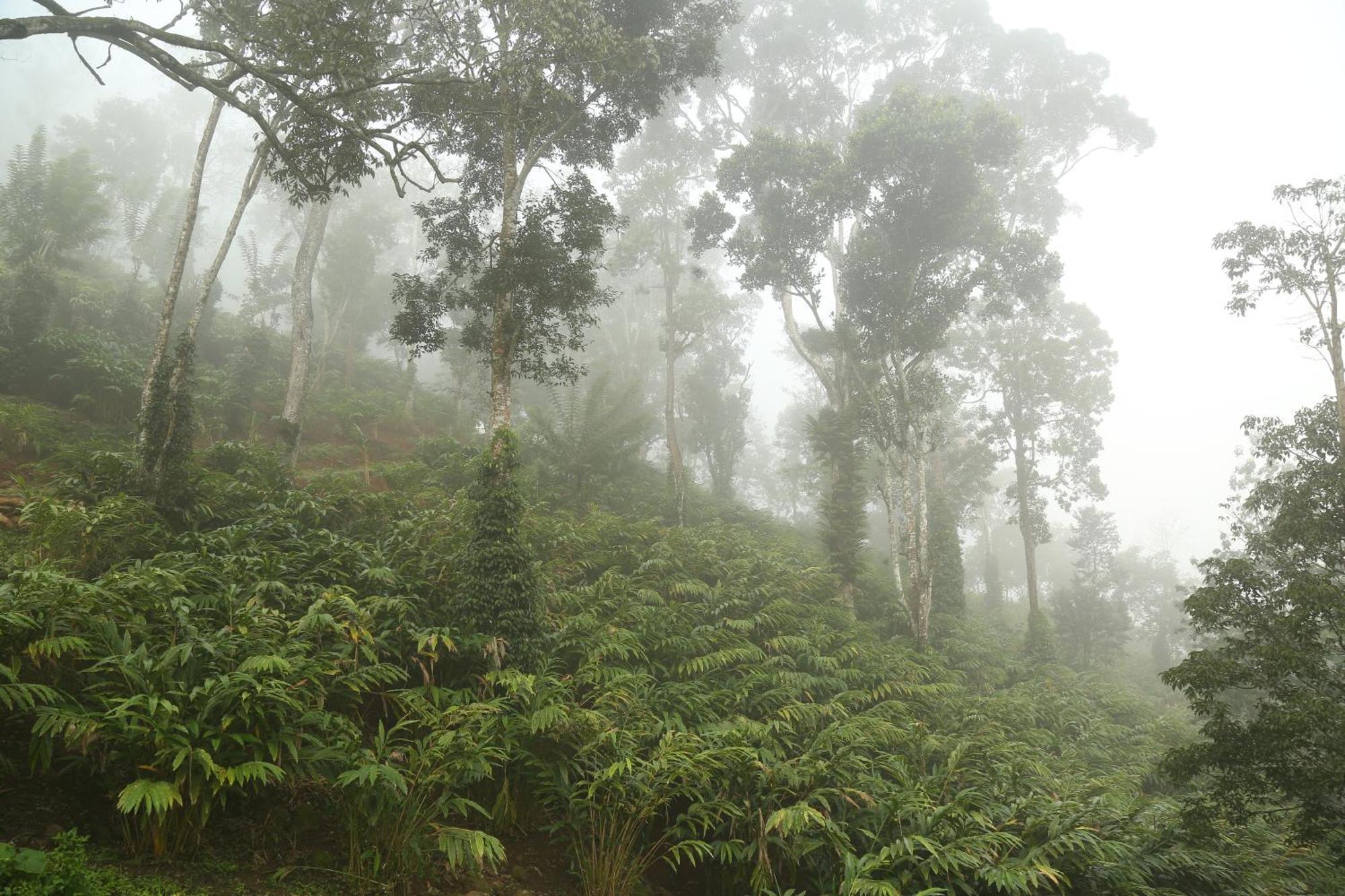 Spice Forest Plantation Homestay, Thekkady Vandiperiyār Kültér fotó